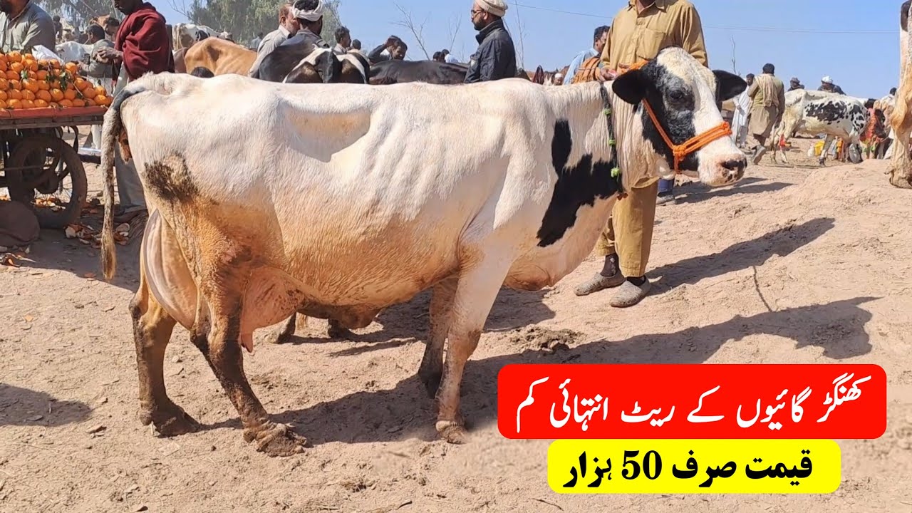 Khangar Cow 🐄 | Cholistani Cow | Cross Cow | Chowk Azam Mandi Update | Cow Mandi 2023