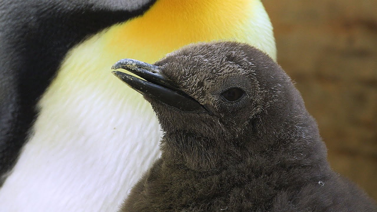 Königspinguin-Küken geschlüpft I Tiergarten Schönbrunn