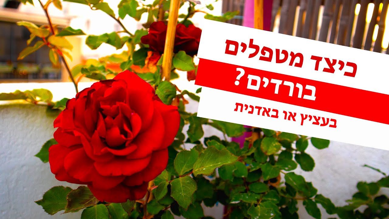 גידול וטיפול בורדים | שתילה נכונה של ורדים בעציץ או באדניות 🌹