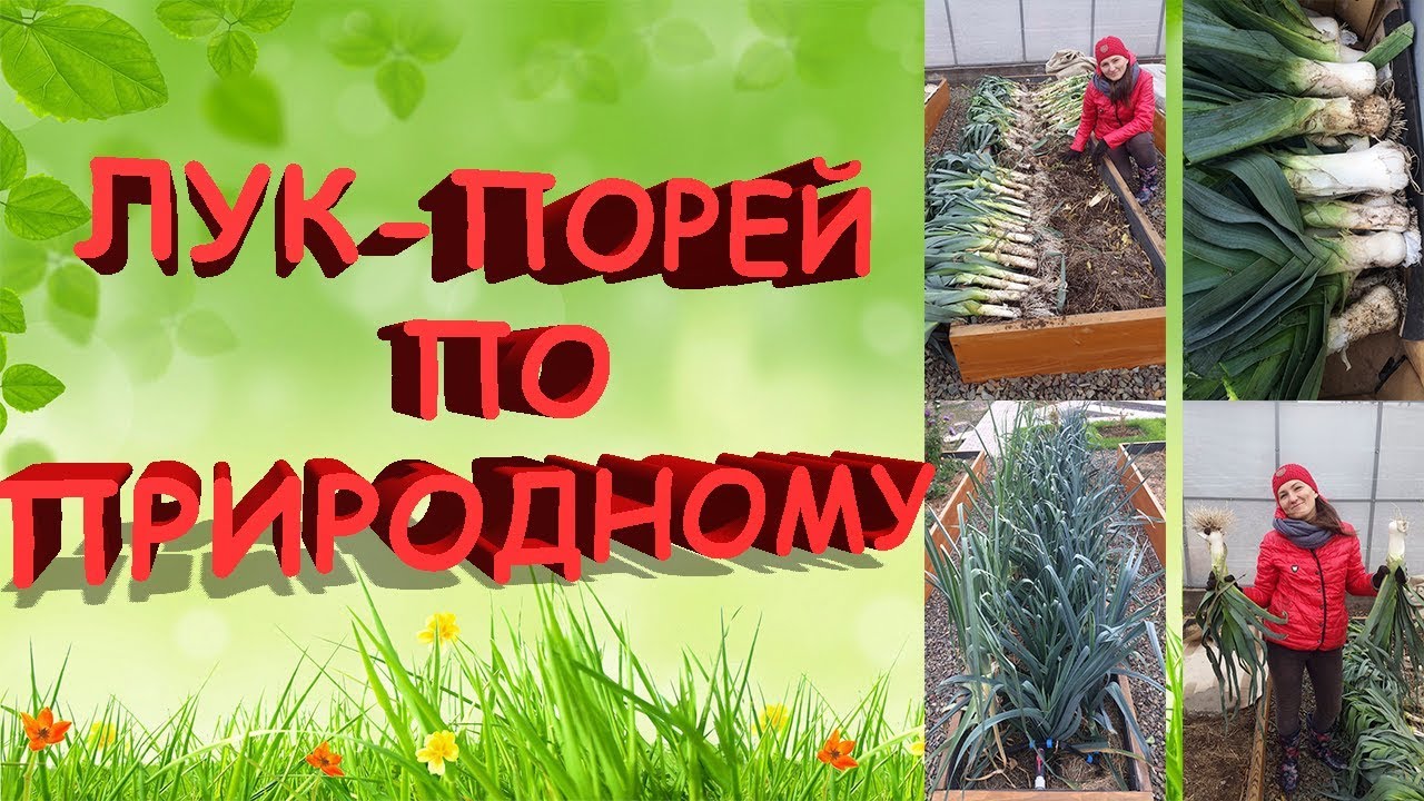 Лук-порей по природному. 100% результат. От посева до сбора урожая