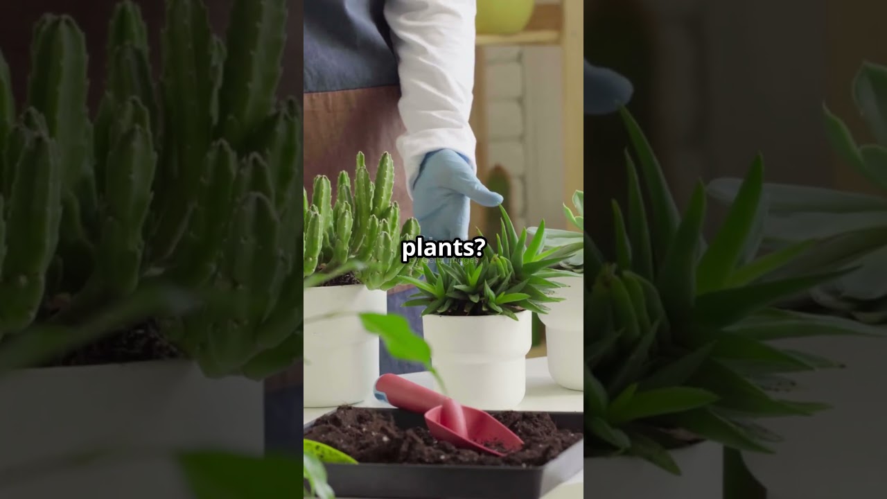 Top 3 WORST Plant Tips on the Internet 🌱  #planttok #houseplants #houseplanttips