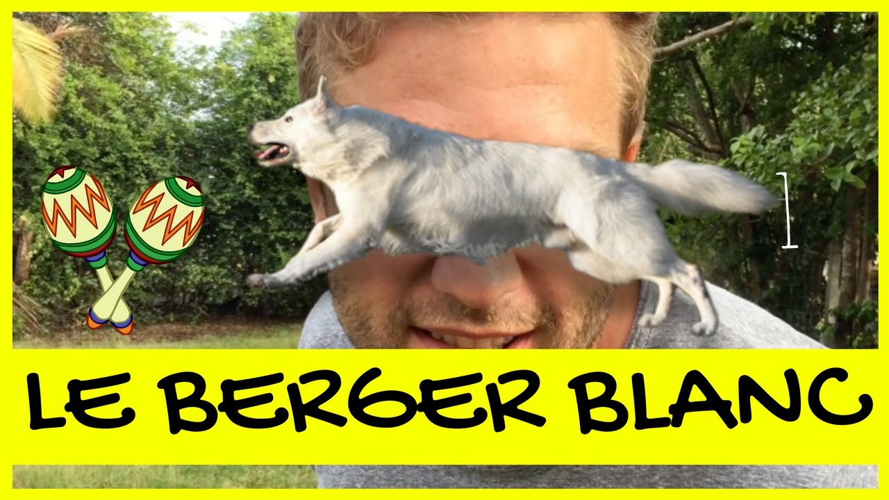 video drole d'animaux | COMMENT DRESSER UN BERGER BLANC SUISSE?
