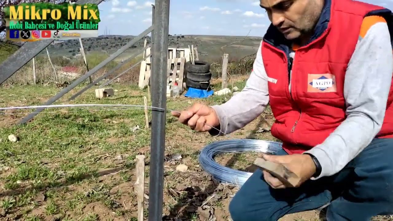 Telli üzüm bağı kurulumu/Kozaklı'da ilk