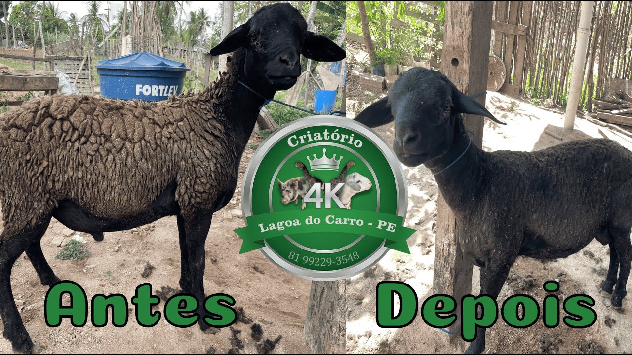 Tosando os Carneiros 🐑 (Criatório 4K)