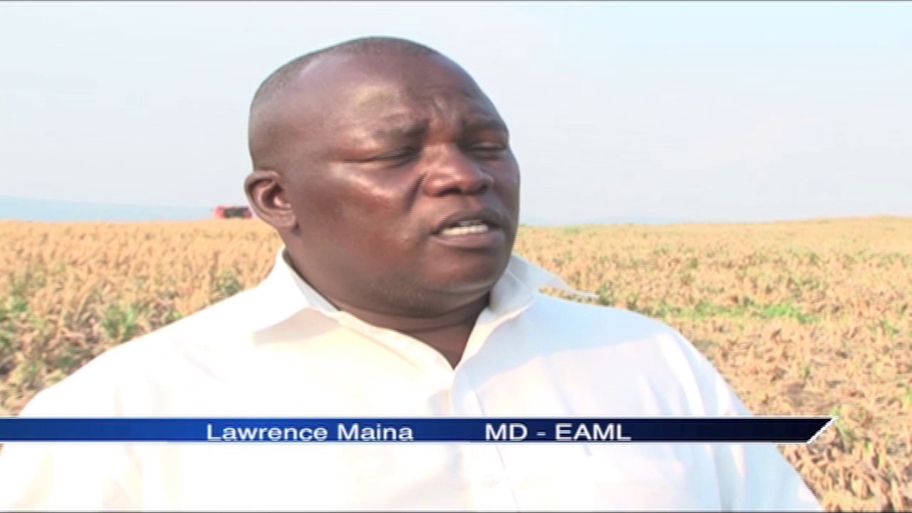 Sorghum farmers set to benefit from a new variety