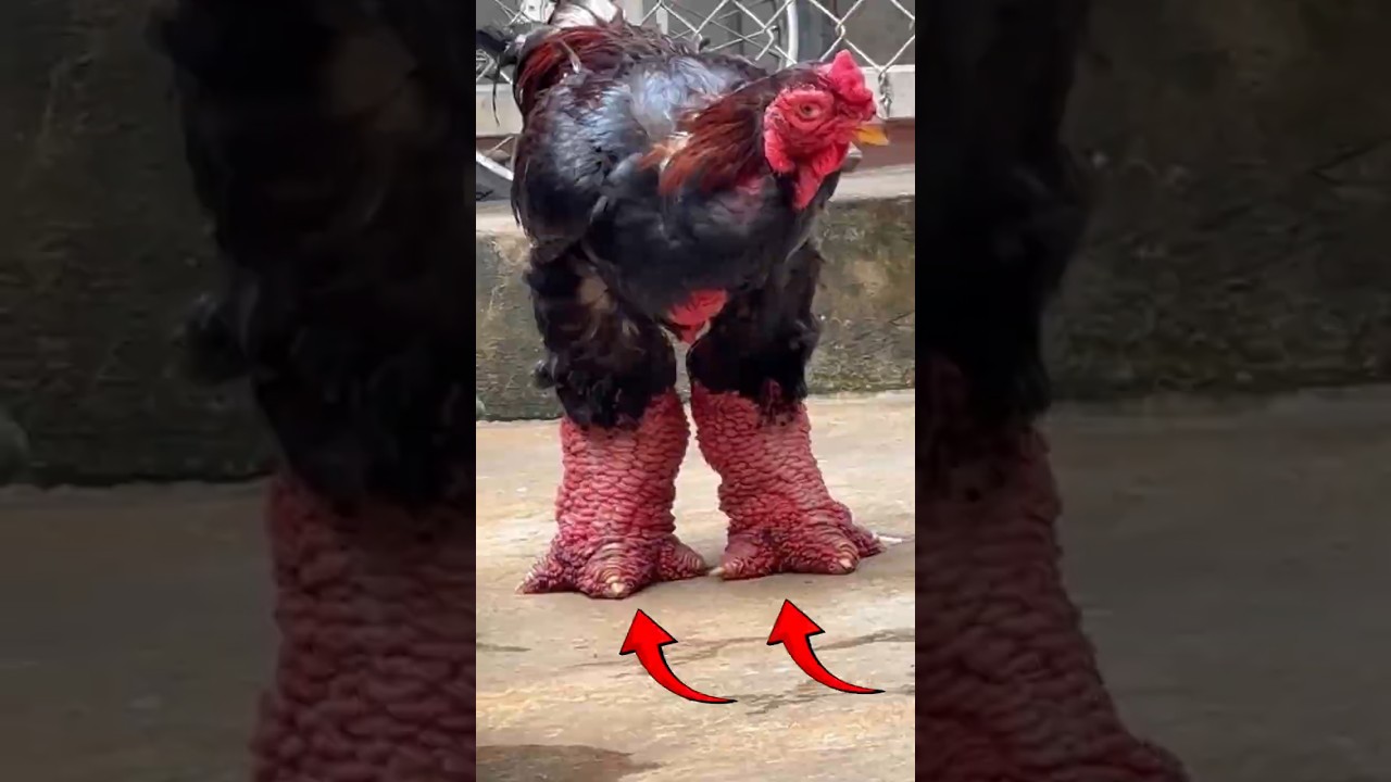 The Dragon Chicken, The Strangest Chickens In The World #chicken #dragon  #animals #vietnam #shorts