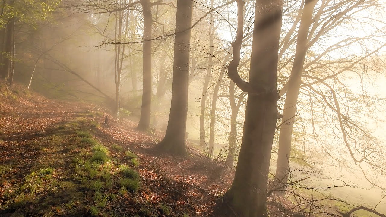 4K Foggy Forest Walk, Forest Ambience, Wildlife