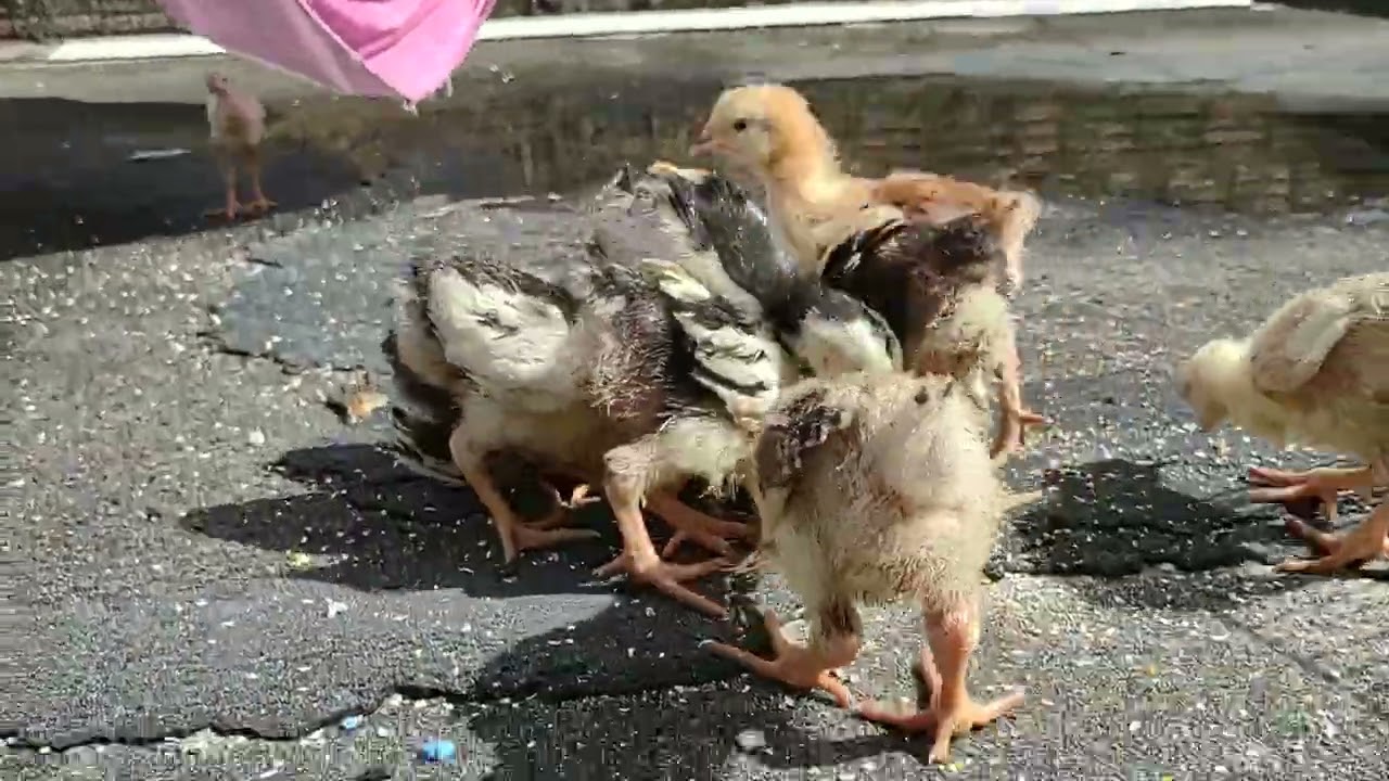 Pintinhos da Raça GSB OU BALÃO 
