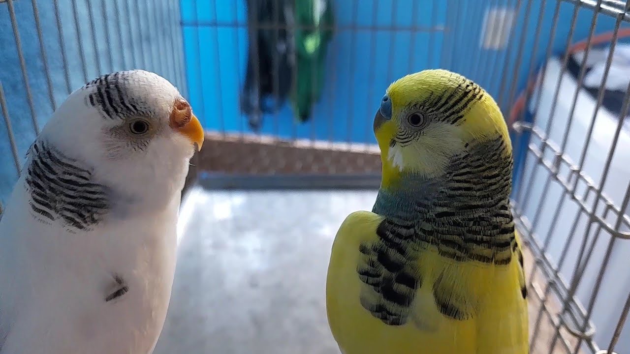 SEPAREI UM NOVO CASAL DE PERIQUITO AUSTRALIANO//CRIAÇÃO EM CASA