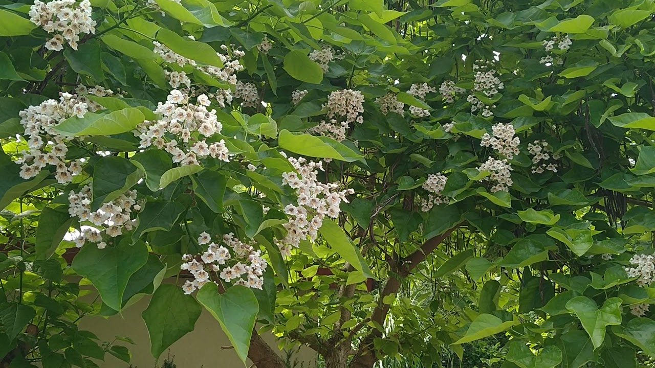 Jak kwitnie Catalpa Surmia?