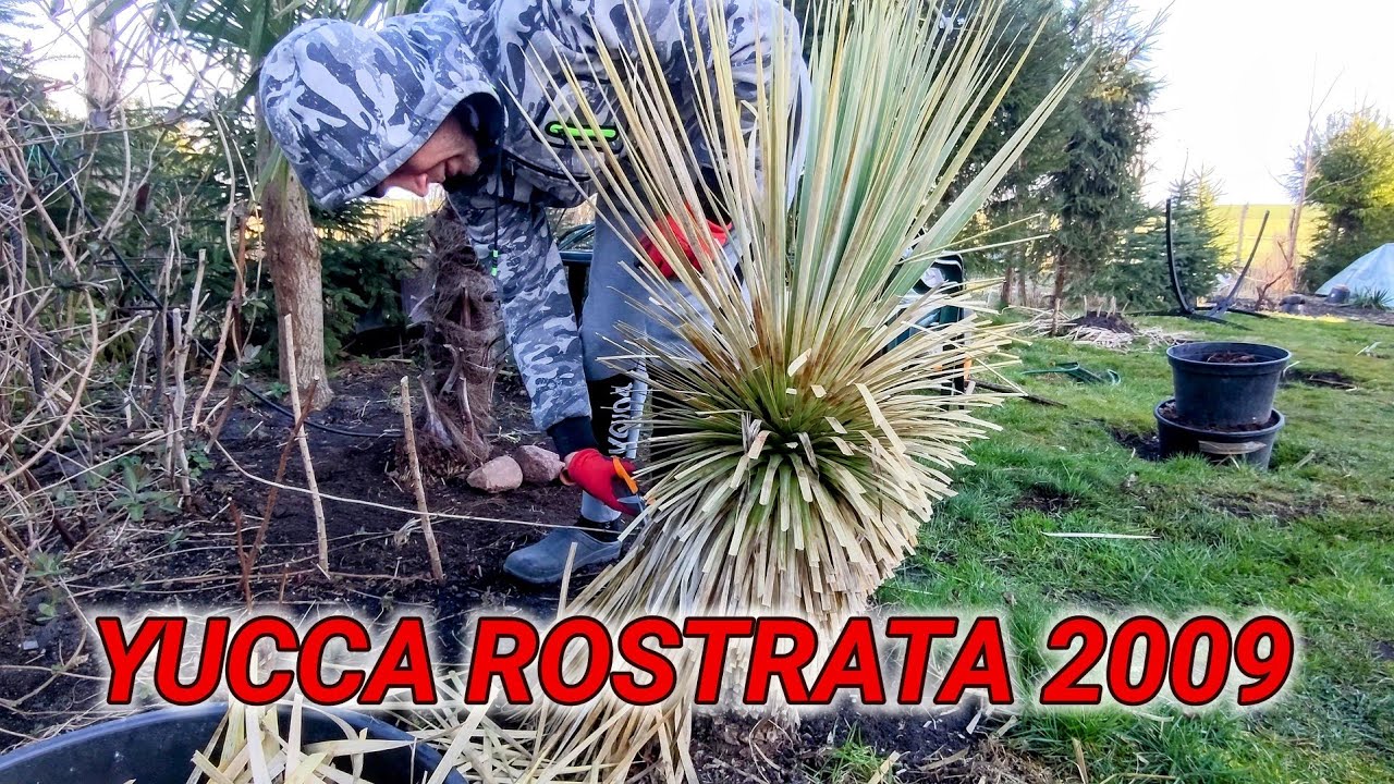 Yucca rostrata. Pierwsze większe cięcie liści 👀✂️ Grzyb na liściach. Juka od nasionka 😐 🙂