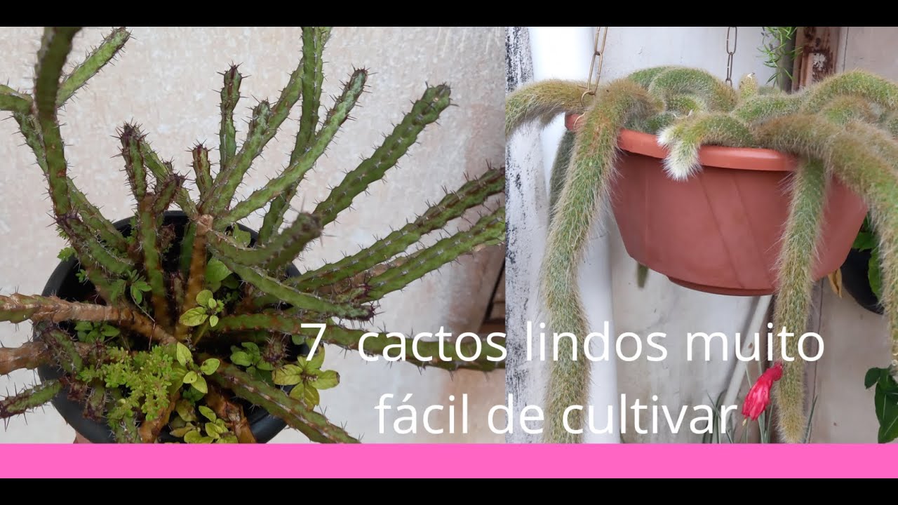 #🌍 7 cactos pendentes lindo e fácil de cultivar💞🌸‼️