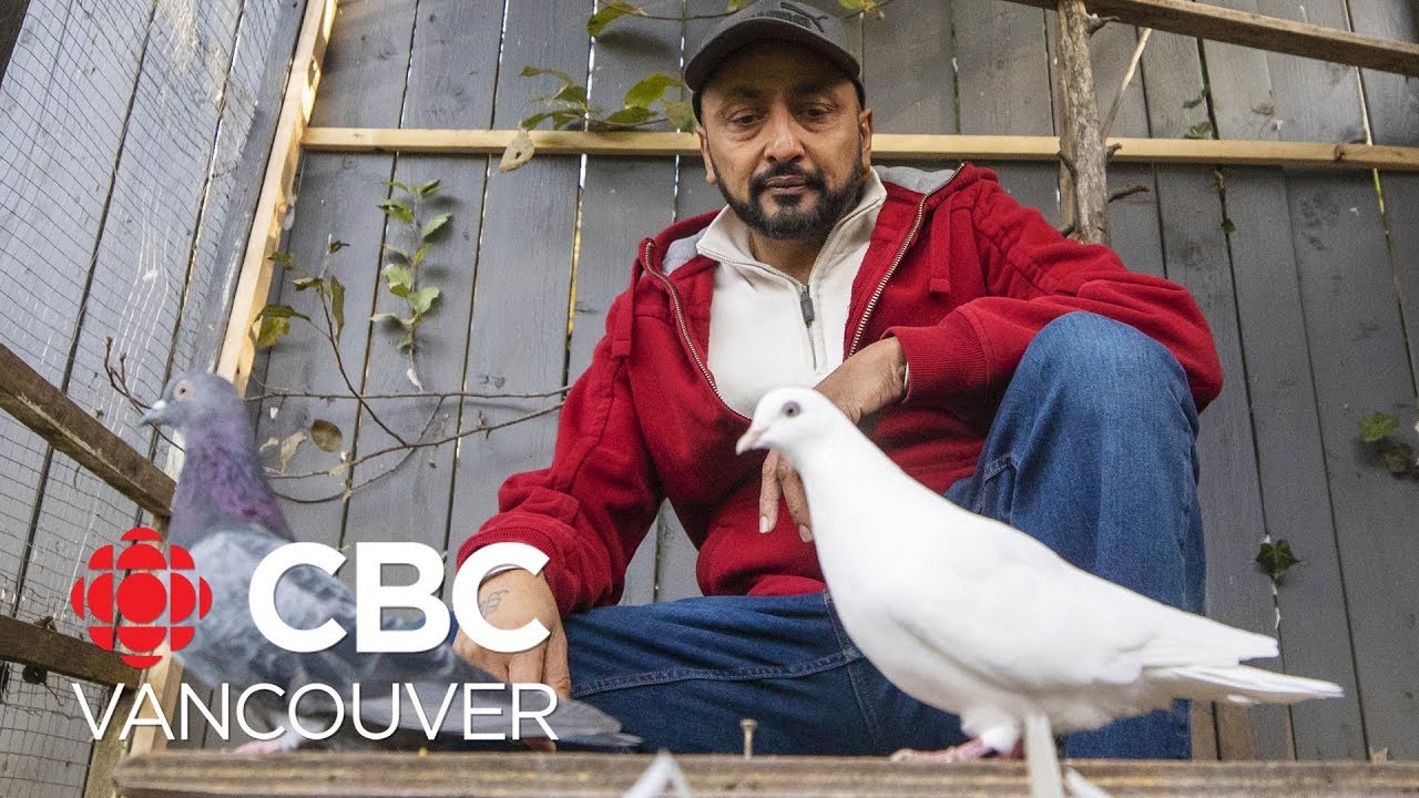 Conflict of interest allegations in pigeon ban lead to independent review