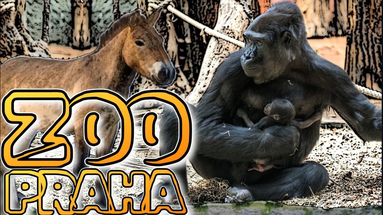 Mládě Gaia, viděli jsme nově narozené mládě gorily Kijivu v Zoo Praha