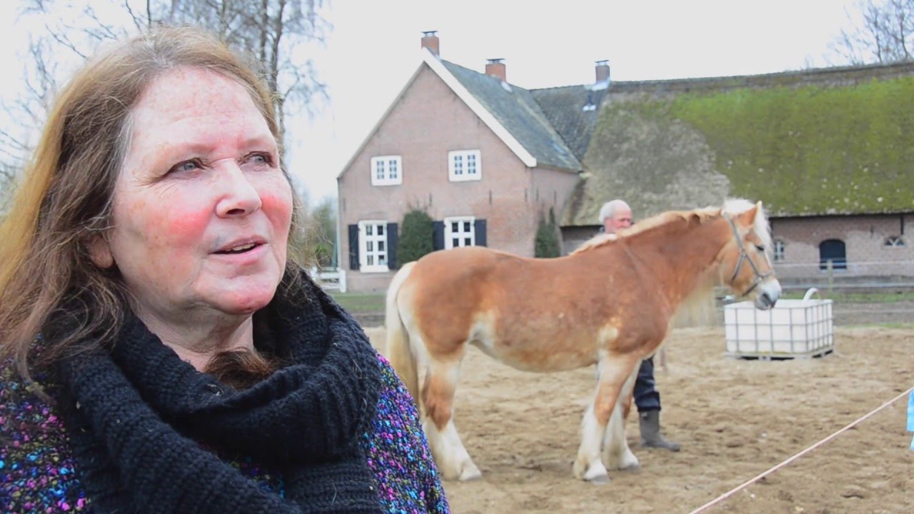 Mamuk Paardencoaching