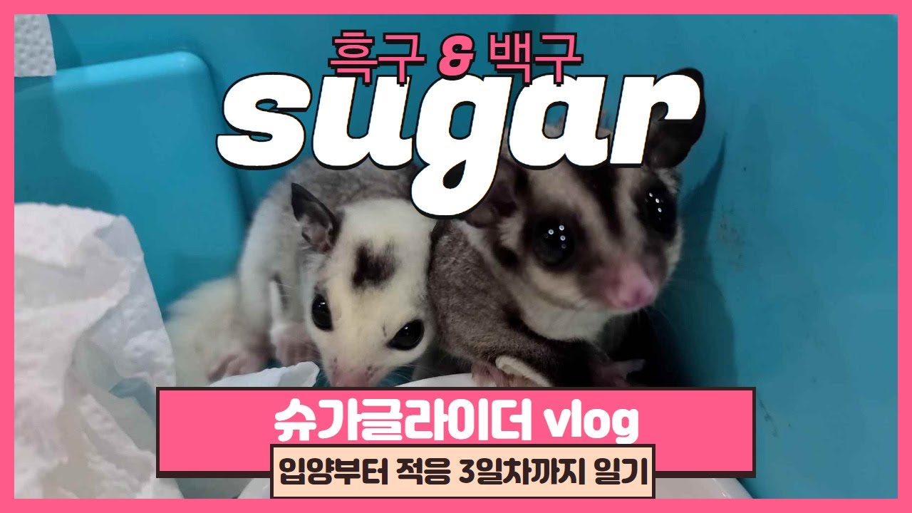 심멎 주의 ! 슈가글라이더 한쌍 ! 3일차 입양기 vlog