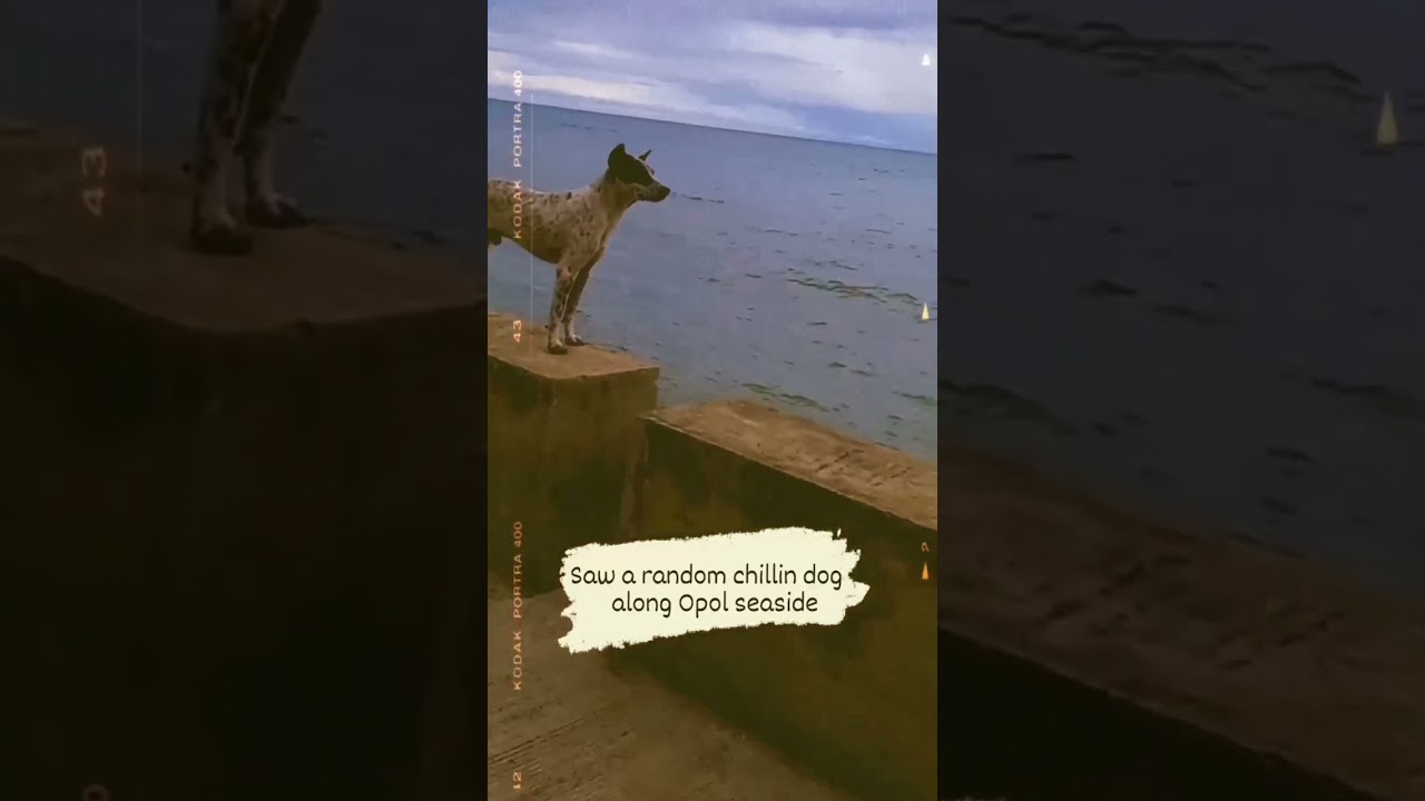 #chillindog #aspin #opolseaside #opolboardwalk #reels #dogreels #doglover