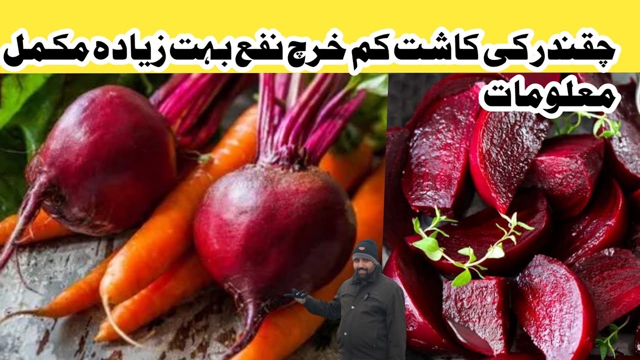Beetroot Farming in Pakistan| چقندر کی کاشت ابتدائی معلومات| Chikandar ki kasht ibtadiey malomat