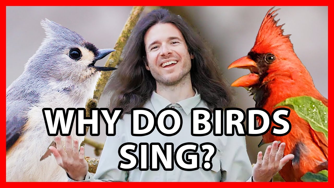 Why Do Birds Sing?