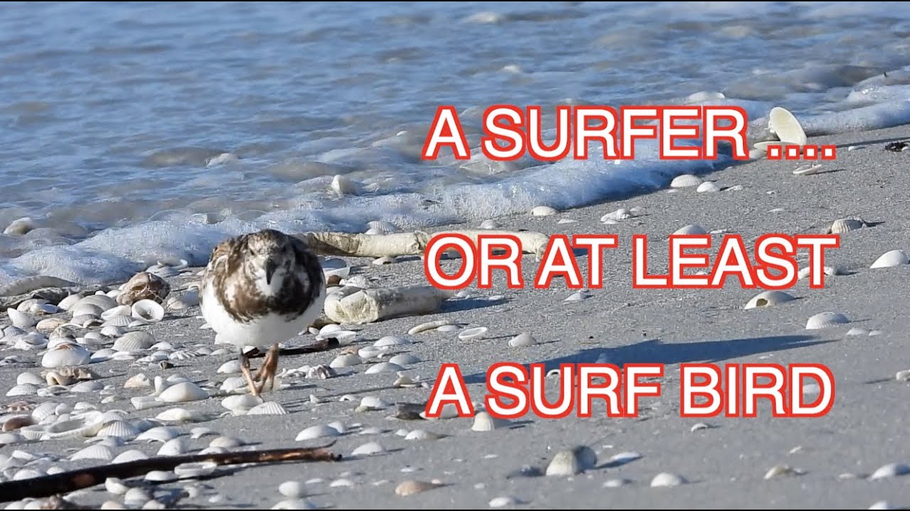 A Ruddy Turnstone on a Sandy Beach: NARRATED