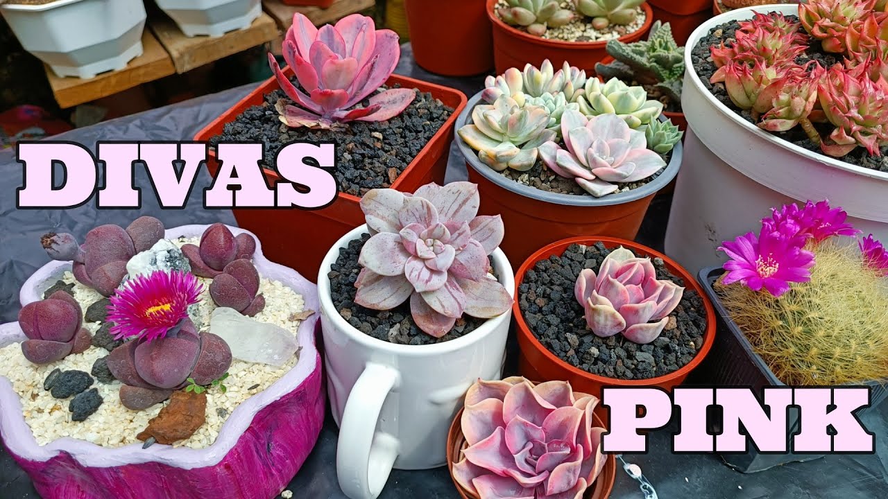 ROSAS VARIEGADAS LAS DIVAS DE LA COLECCIÓN #suculentas #echeveria #graptopetalum #variegata