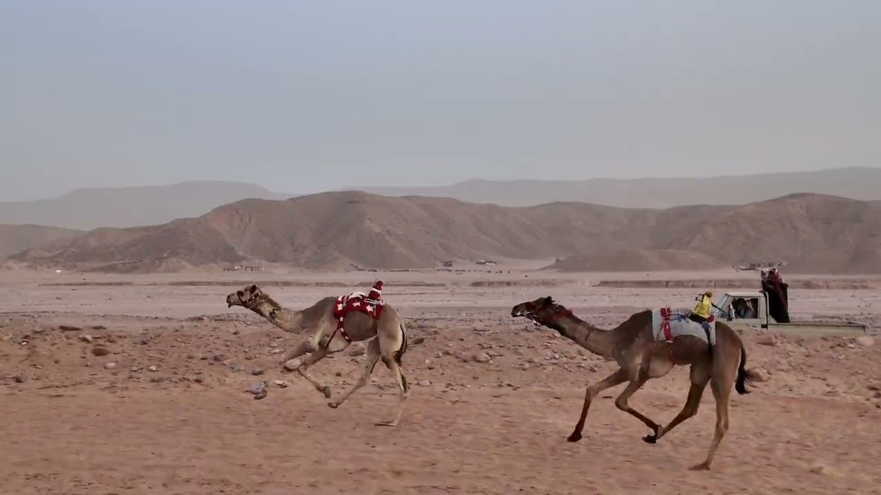 شوط القايا مسافه 5 ك المركز الاول( صبحا ل خالد فرج السويحلي #كسبلور 