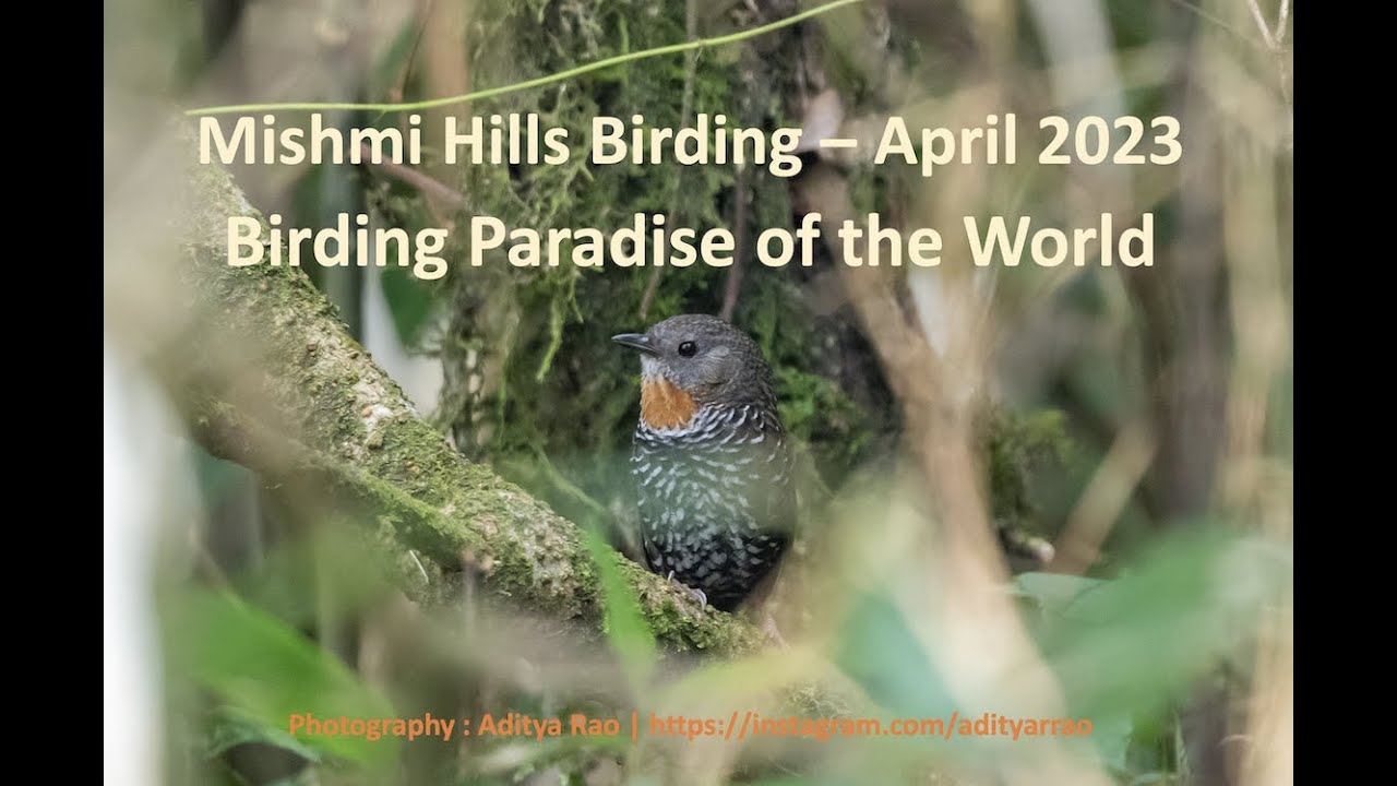 Birding in the Mishmi Hills April 2023