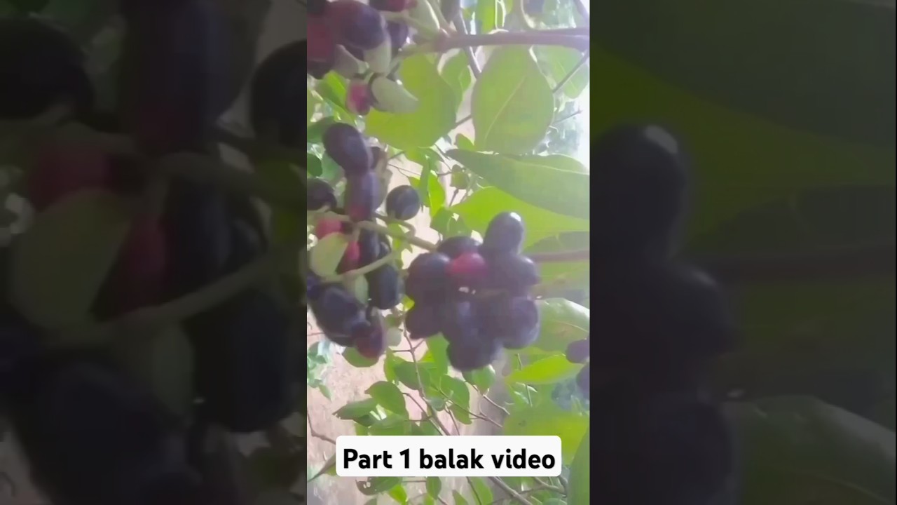 #part1 #mini #block #dehati #jammun  #sapphire #new #song #viralvideo #youtubeshorts
