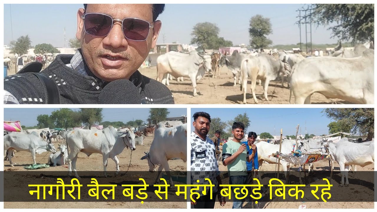 आ गया सफेद घोड़े से खूबसूरत नागौरी बैल का मेला Nagaur Cattle Fair 2025