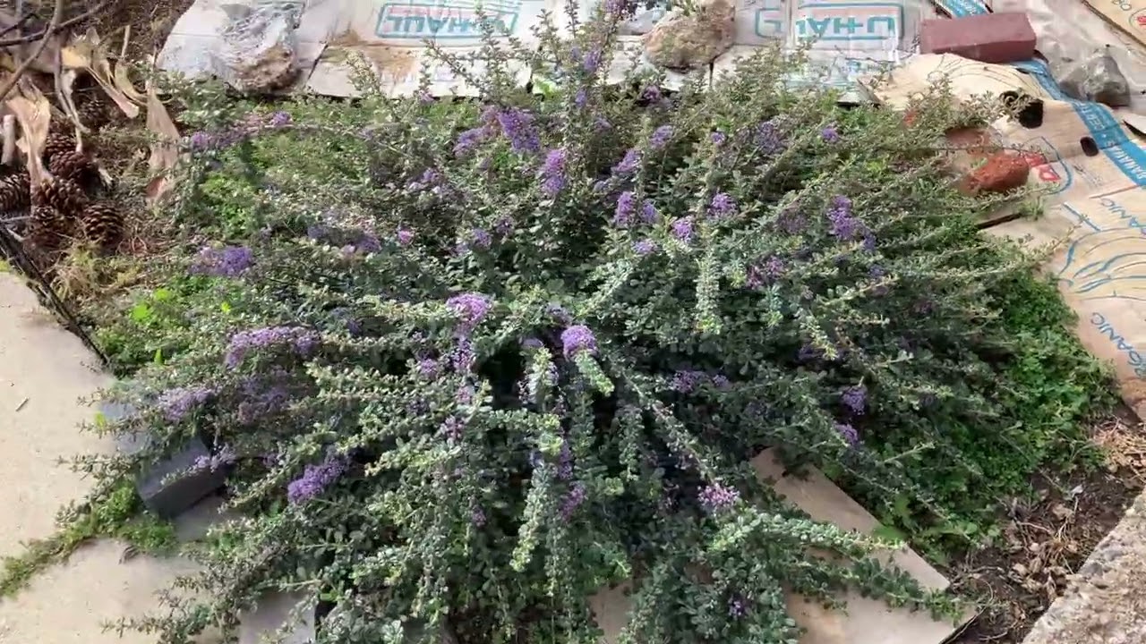 Gothic Garden Update: Comparing Three Different Ceanothus Plants