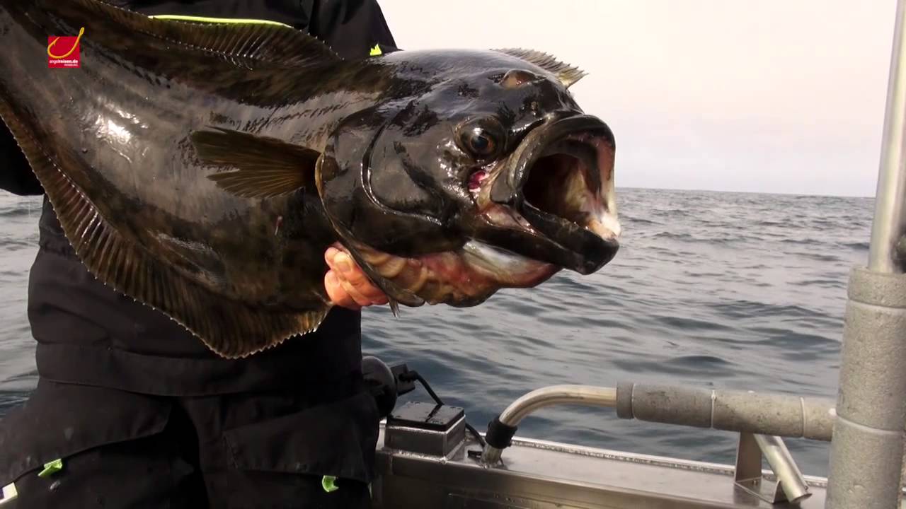 Angeln in Norwegen: Der Toppsund bei den Vesterålen! Heilbutt, Köhler, und Co. in Nord-Norwegen