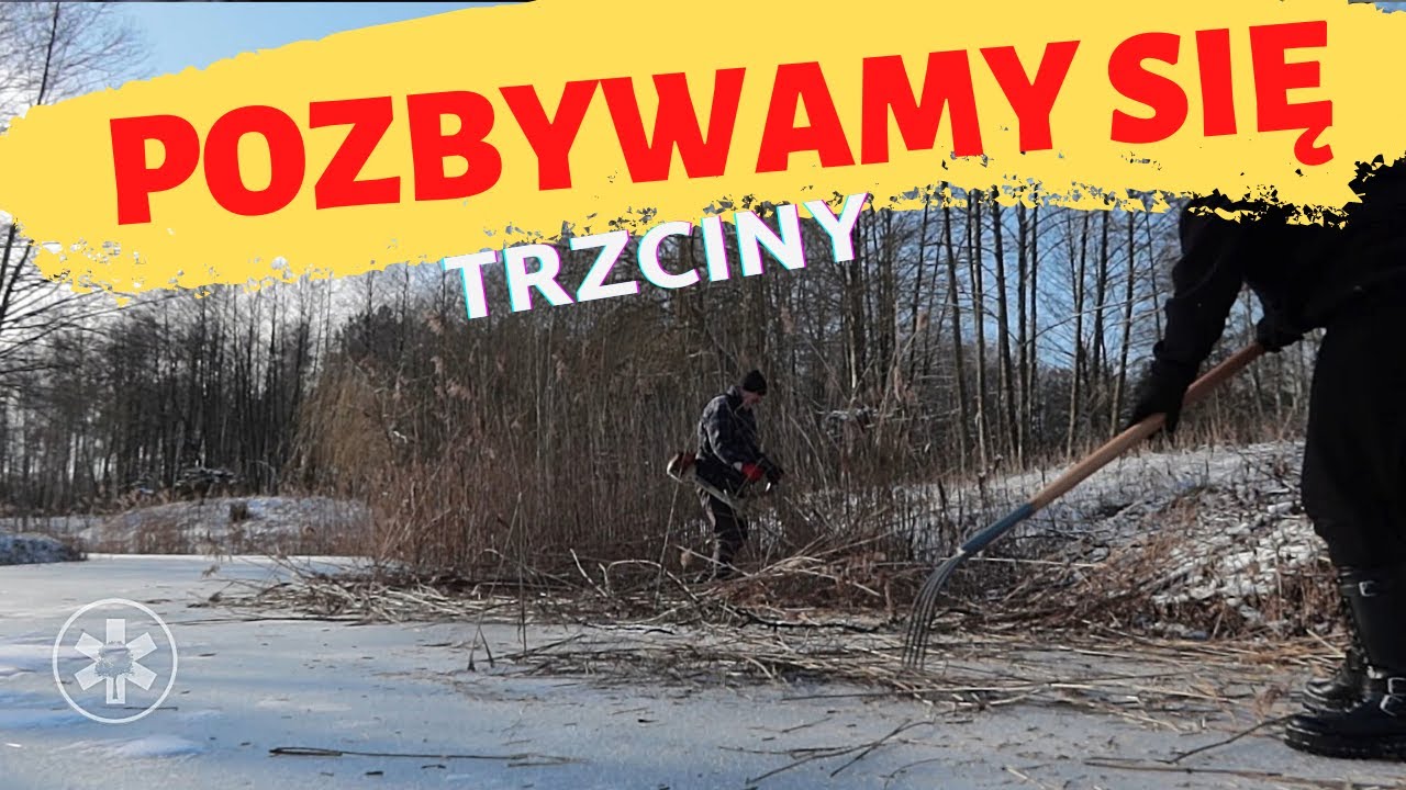 Jak pozbyć się trzciny?