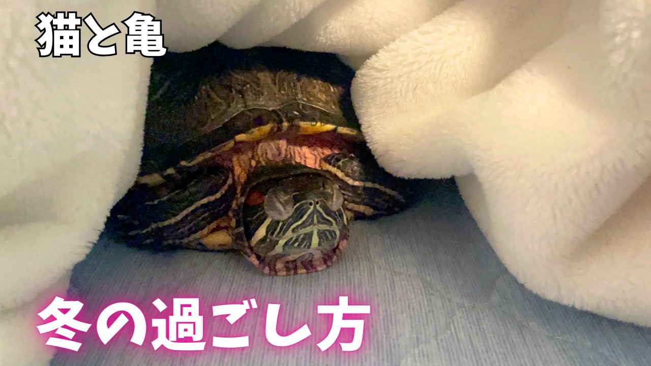【猫と亀】寒い日は布団に入って丸くなろう！