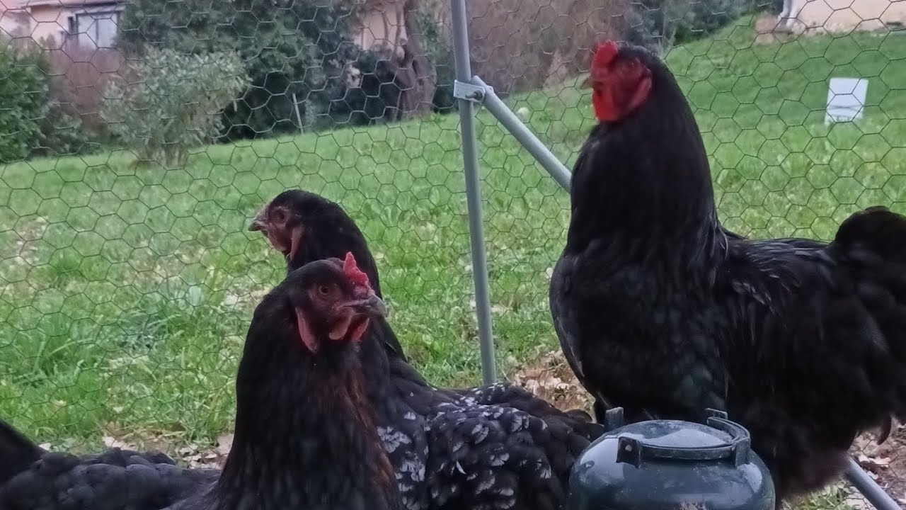 Nouvelles de l'élevage et présentation des nouveaux arrivants !