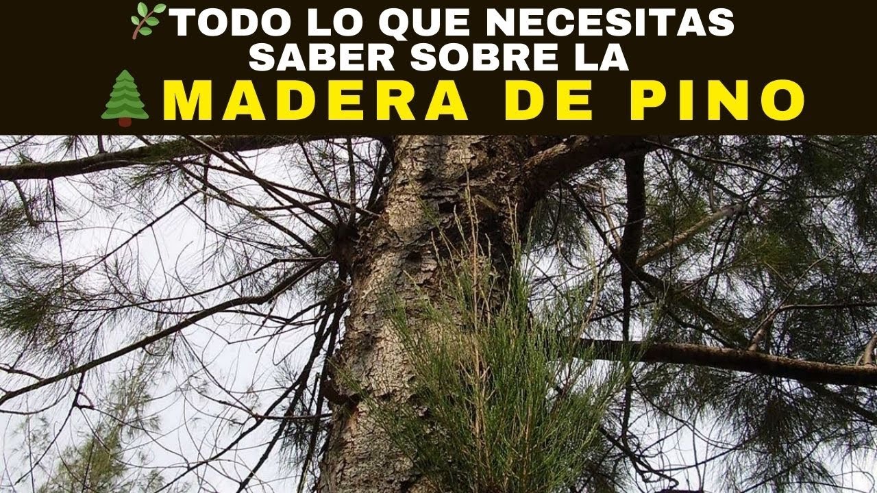 🌿Todo lo que Necesitas Saber Sobre la 🌲MADERA DE PINO