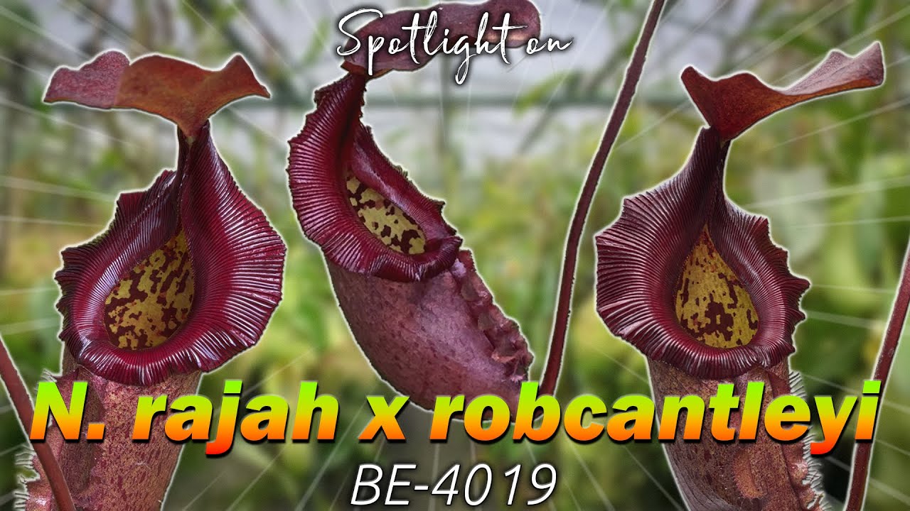 N. rajah x robcantleyi: BE-4019 | Обзор гибридных плотоядных растений