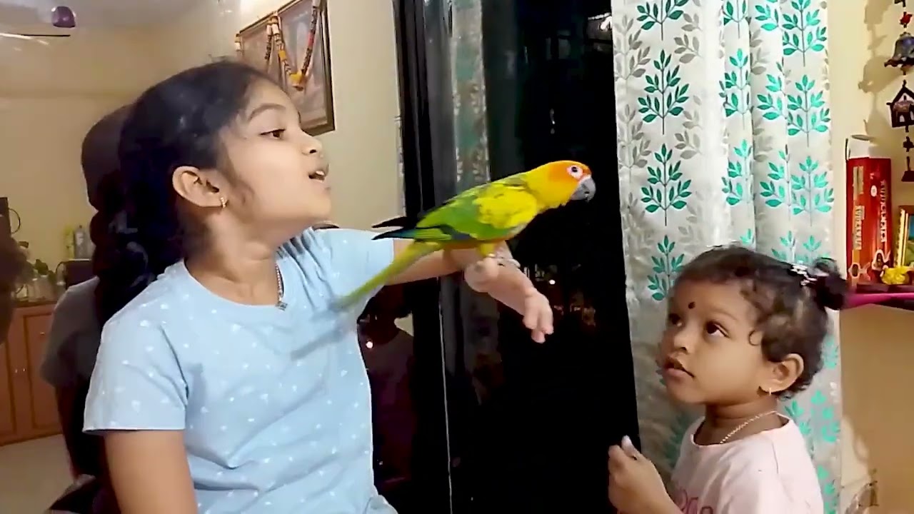 ओवीने आणलं गिफ्ट, पोपटाचा झालं अपघात. #parrot #birds #sunconure #popat #indianyoutuber #indvspak