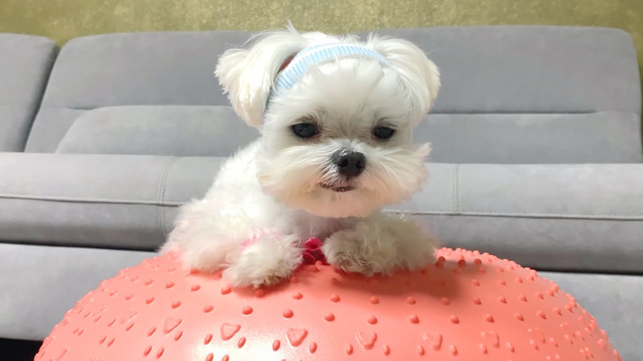 다이어트 그게 뭔데( - _ - )