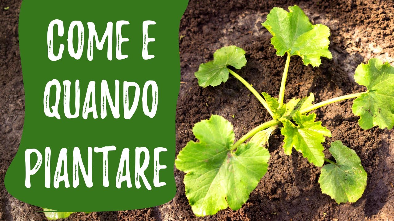 Seminare e piantare le ZUCCHINE: come e quando