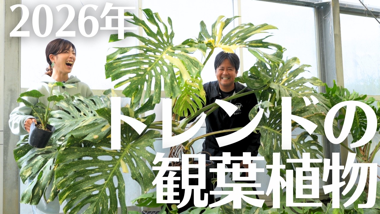 【今、選ばれている】2026年の観葉植物トレンド