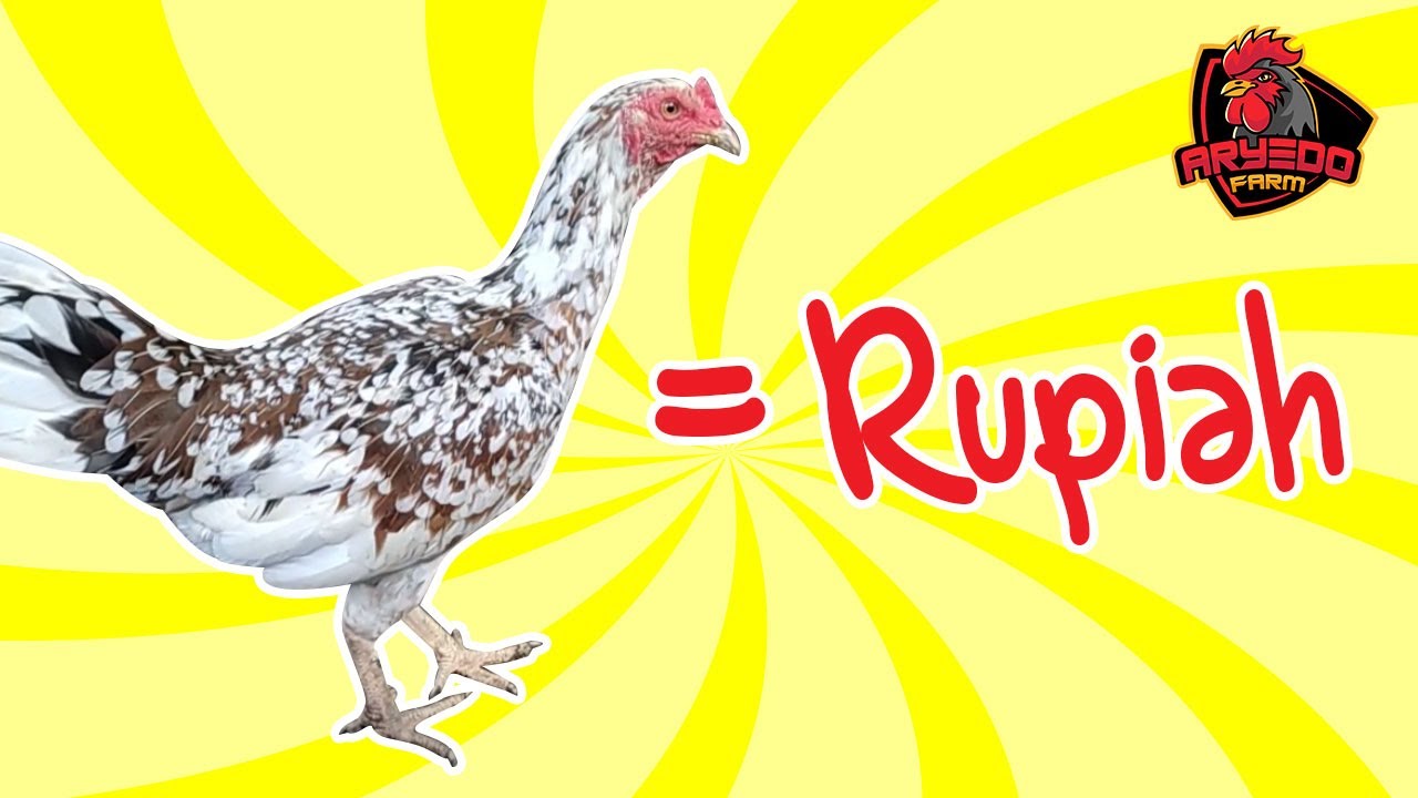 TRIK Melipatgandakan KEUNTUNGAN Beternak AYAM KAMPUNG