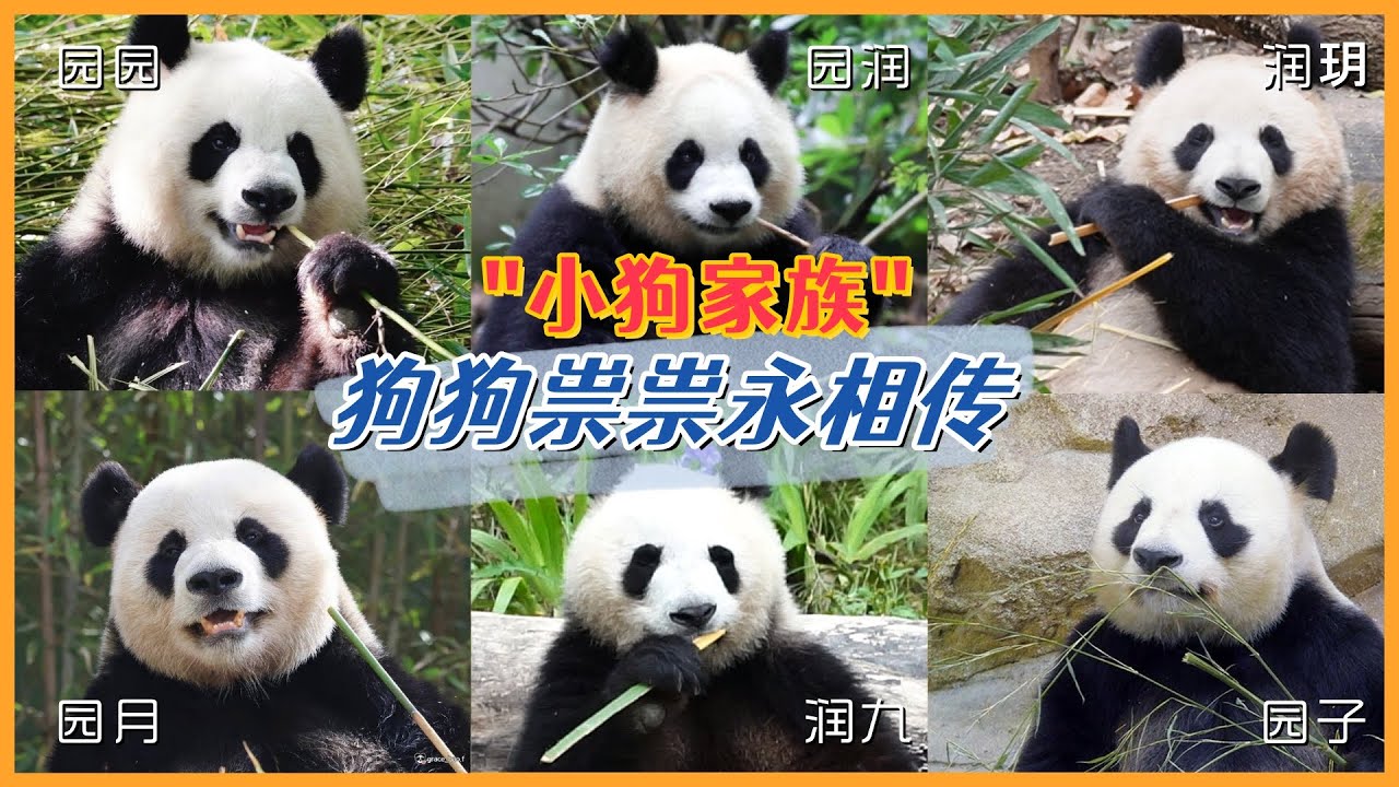 大熊猫“小狗家族”基因代代传：外婆园园、大舅舅园子、小狗园润、二狗润玥以及长子长孙法国小王子圆梦，都是炸毛、抠脚、爱抢食