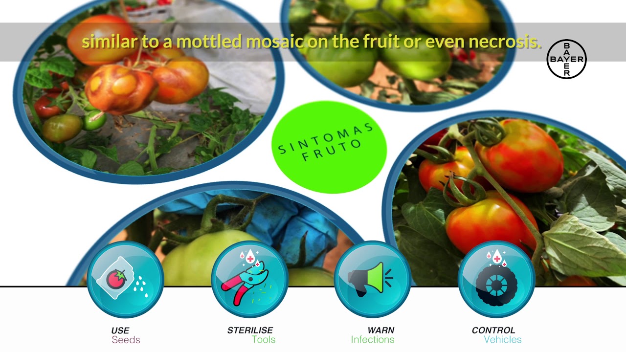 (Subtitled) ToBRFV Tomato Brown Rugose Fruit Virus