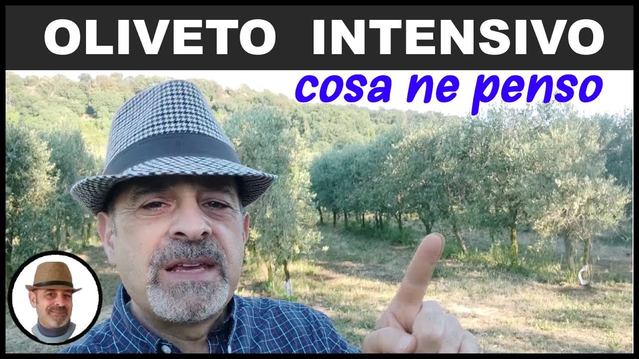 Oliveto intensivo, i pro ed i contro di questa coltivazione