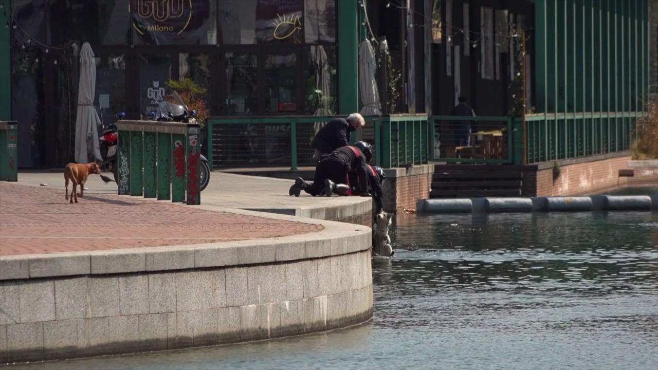 Il cane cade in acqua per seguire un cigno: i carabinieri lo salvano (e multano la padrona)