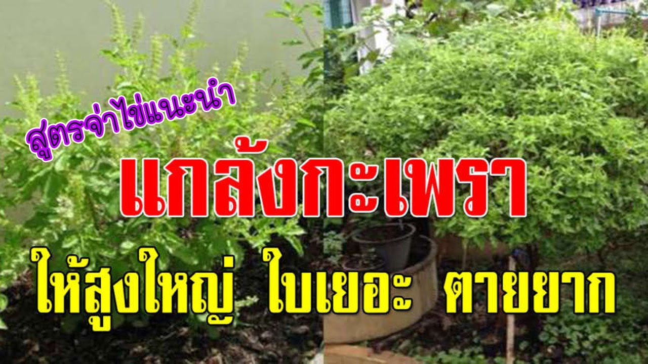 วิธีช่วยให้ กะเพรา ใบเยอะ ตายยาก พุ่มใหญ่ ทำเป็นประจำ ด้วยการ 