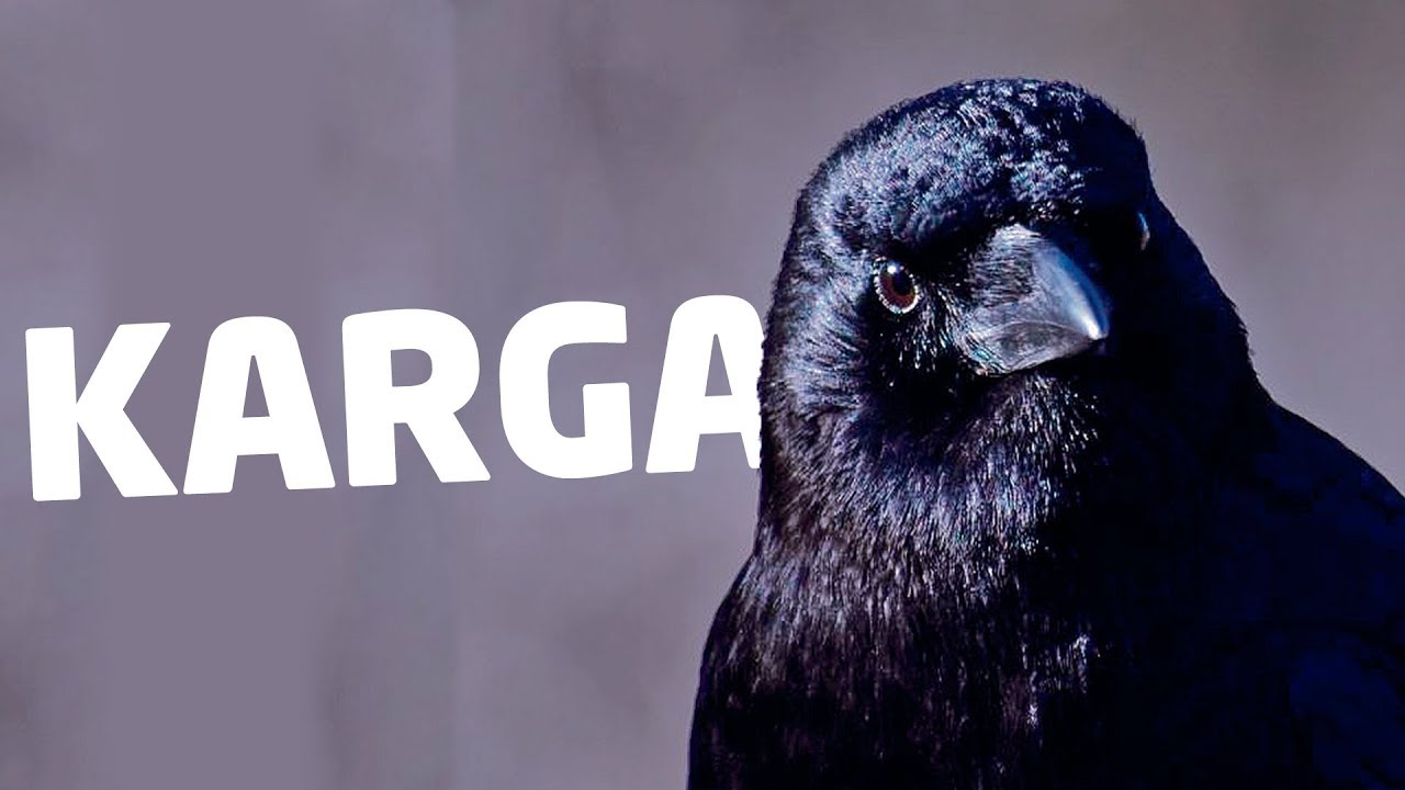 Bozkırın Kanatlı Kurtları: Kargalar