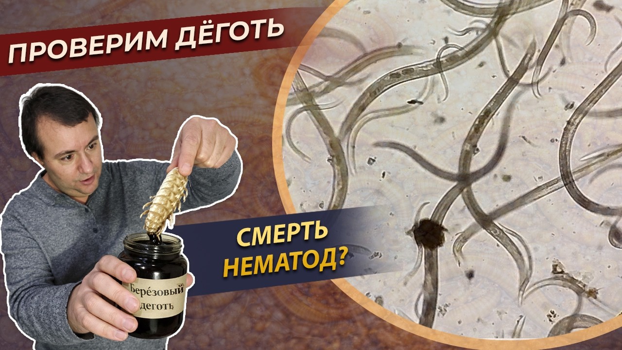 Что сделает берёзовый дёготь с нематодами? Эксперимент под микроскопом