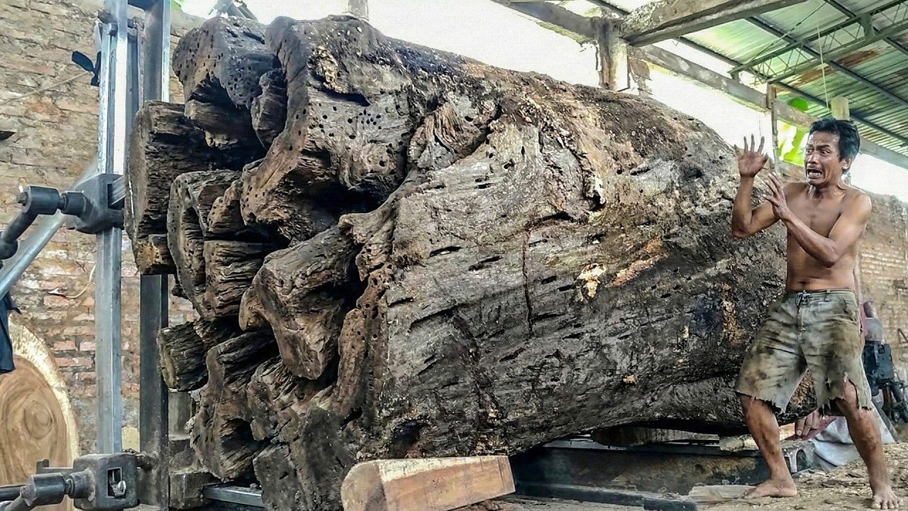 Perfect Slab Reveal from a Giant Tropical Hardwood Log