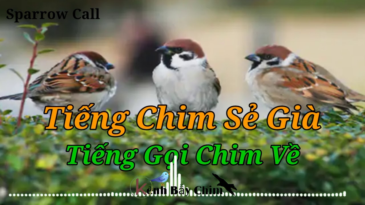 Tiếng Chim Sẻ Già Gọi Đàn, Cực Nhạy Với Sẻ Tàu Lớn | Kênh Bẫy Chim